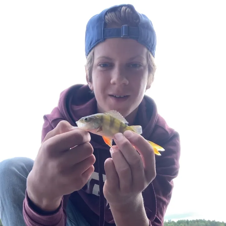 European perch caught on Fishbrain