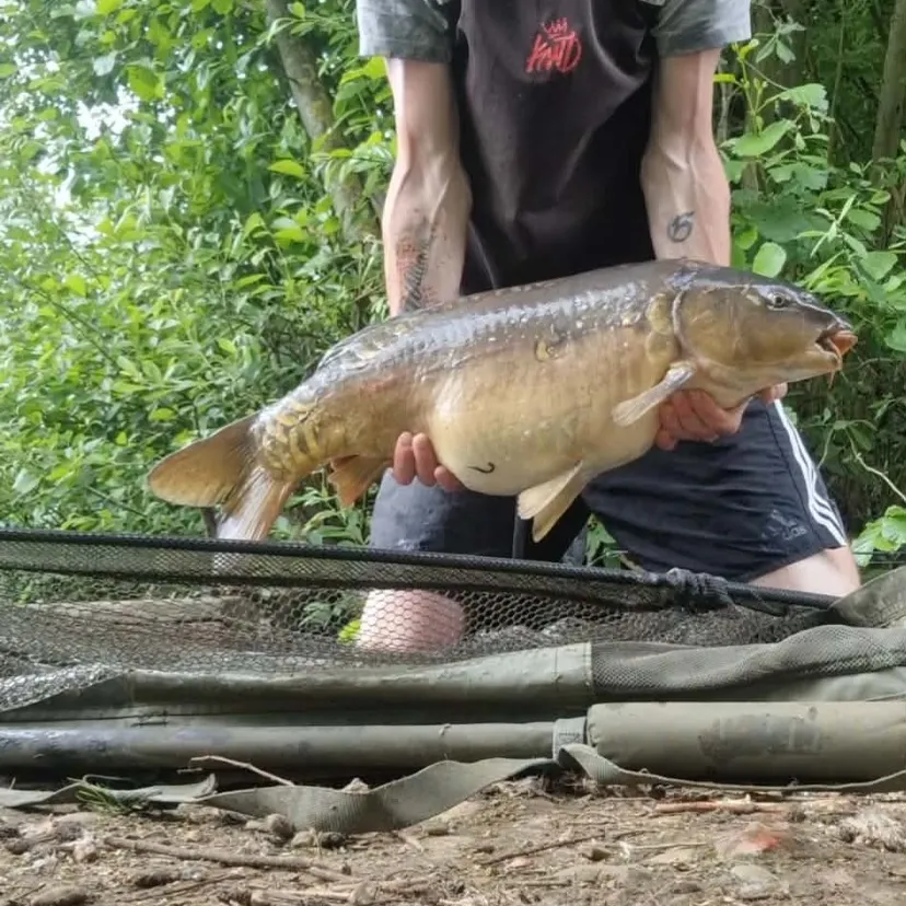 Mirror carp caught on Fishbrain