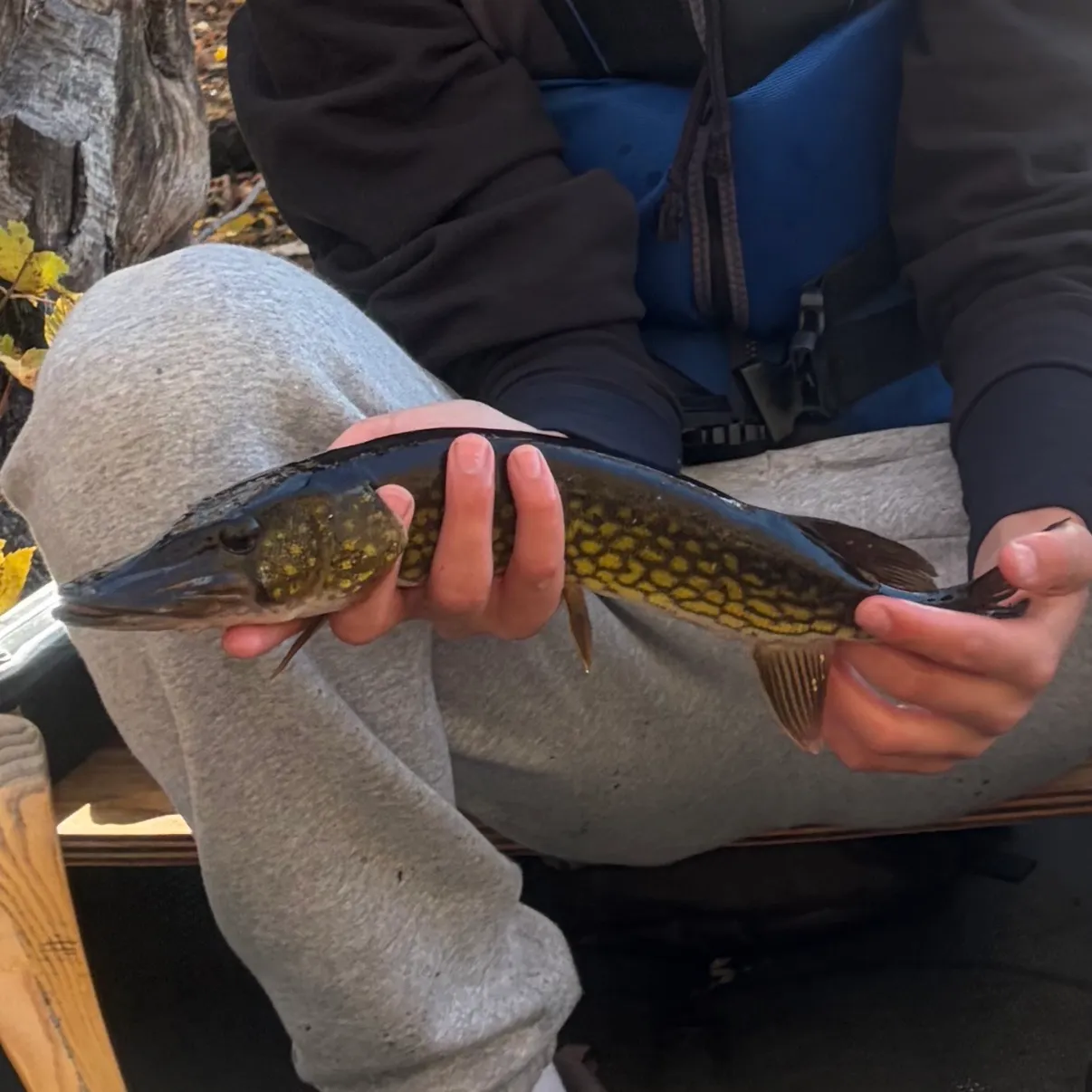 Chain pickerel caught on Fishbrain