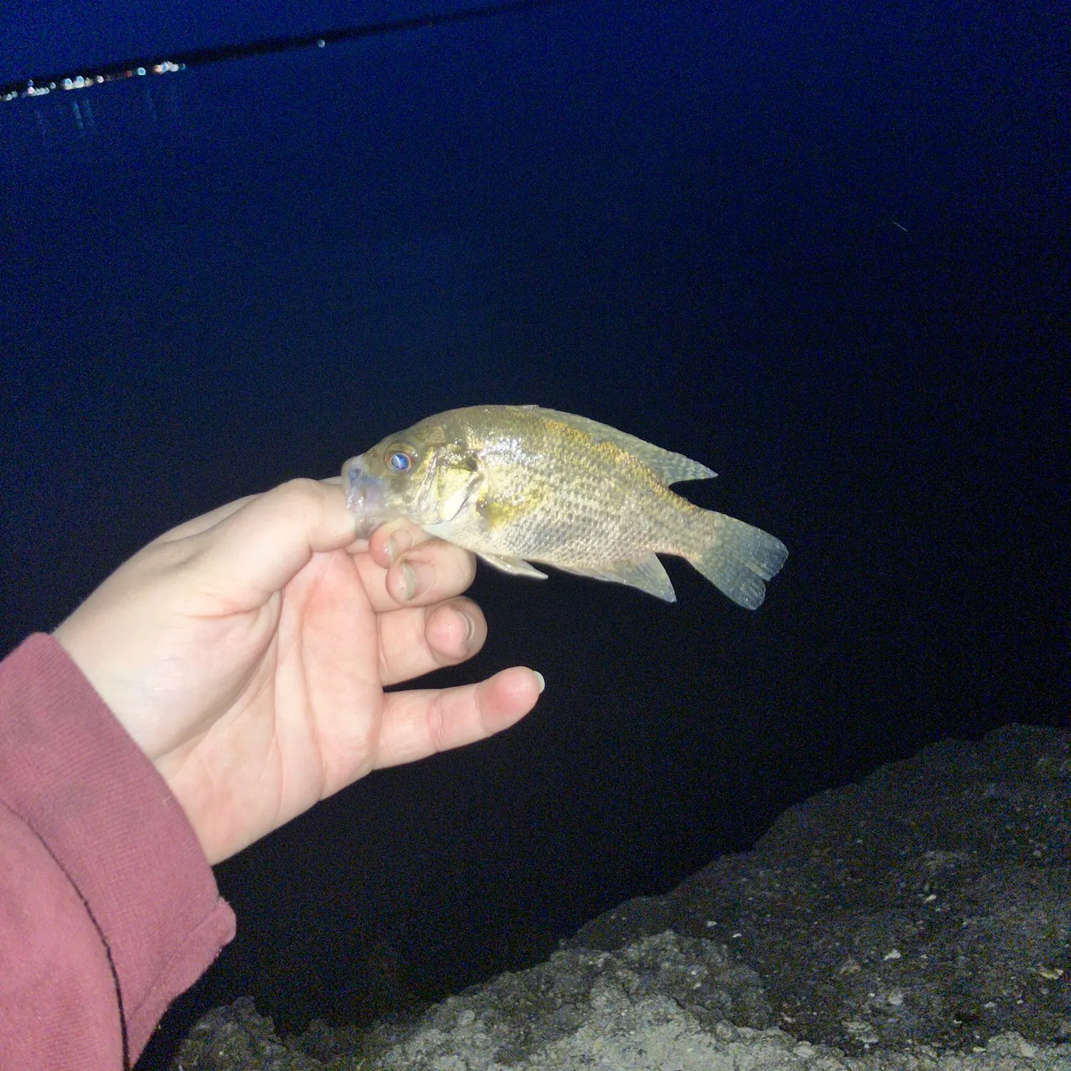 Rock bass caught on Fishbrain