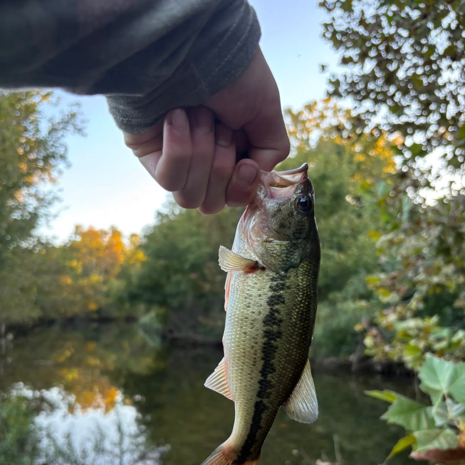 Spotted bass caught on Fishbrain