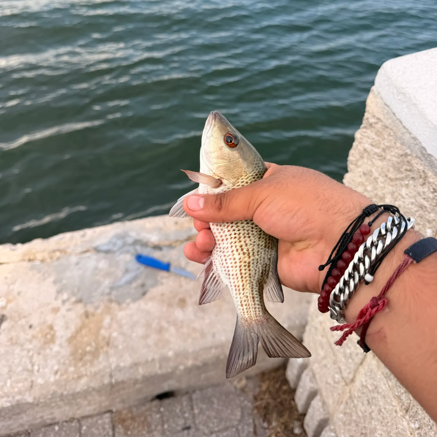Mangrove snapper caught on Fishbrain