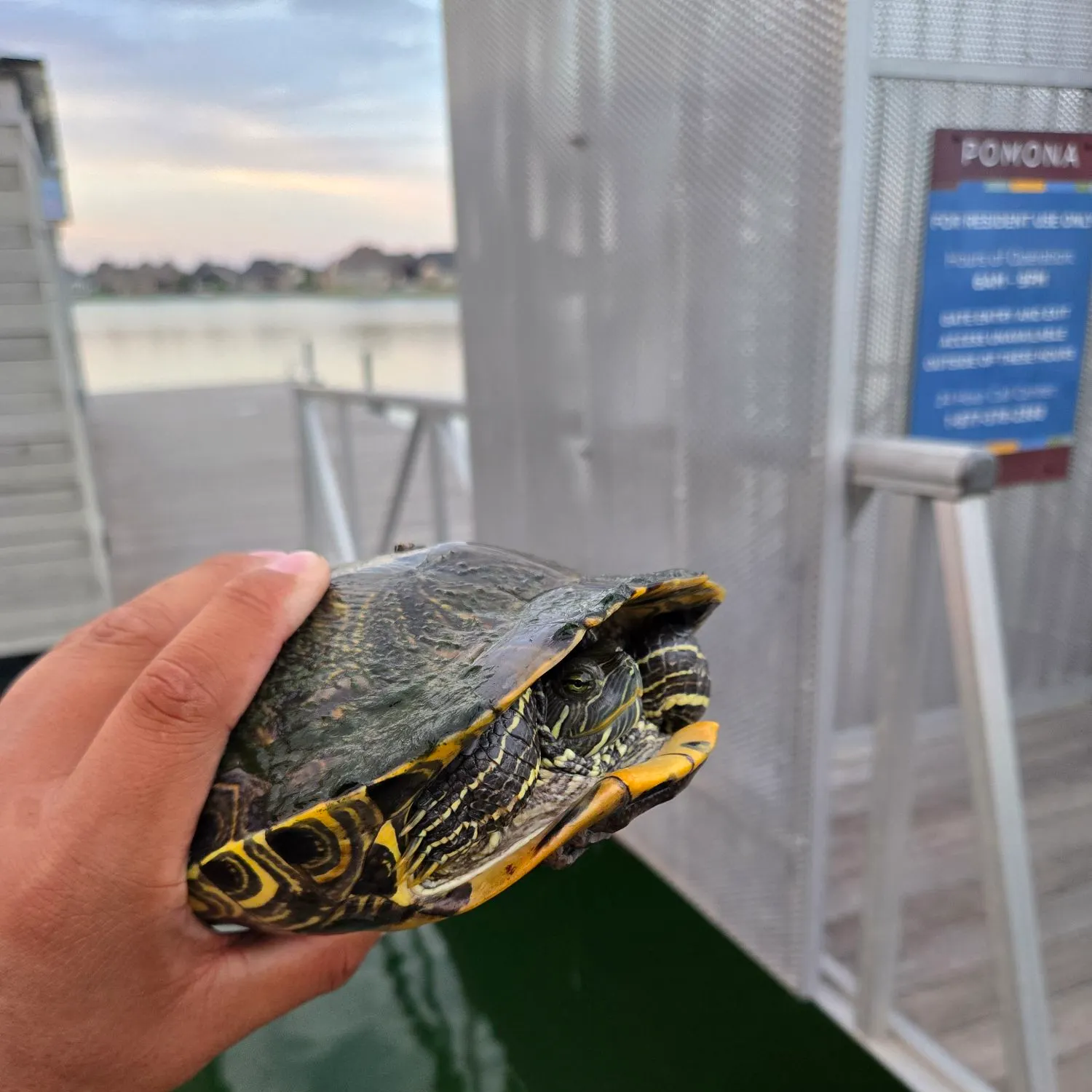 The most recent Pond slider turtle catches on Fishbrain