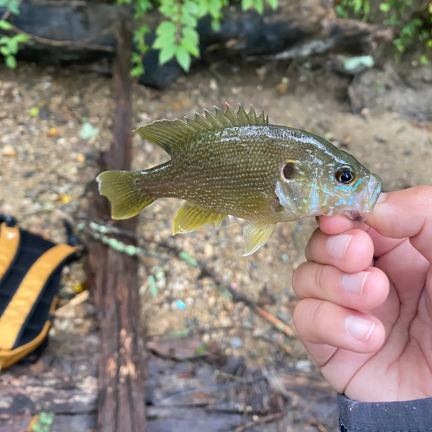 Green sunfish caught on Fishbrain
