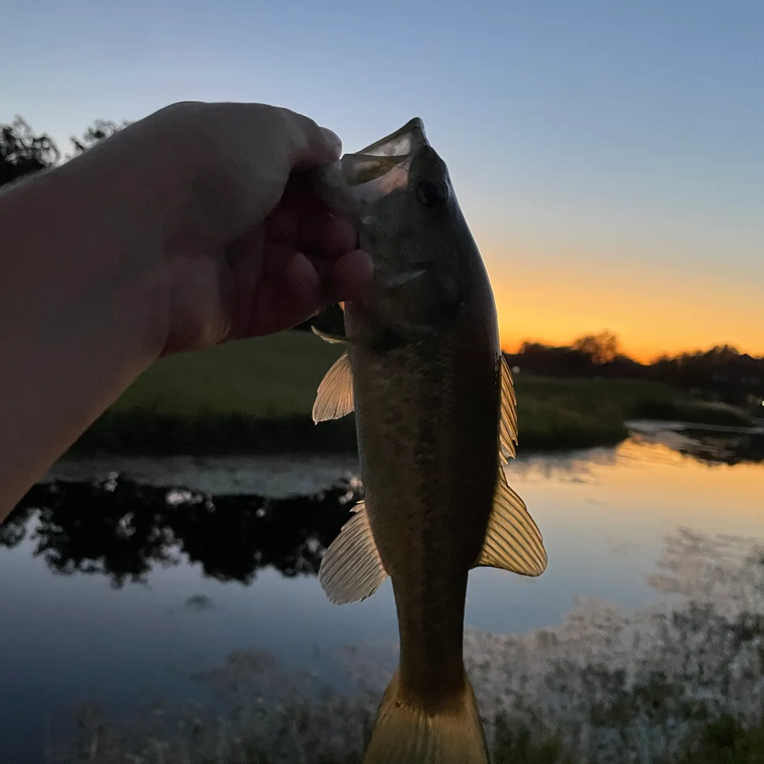 Largemouth bass caught on Fishbrain