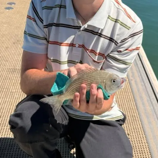 Goldlined seabream caught on Fishbrain
