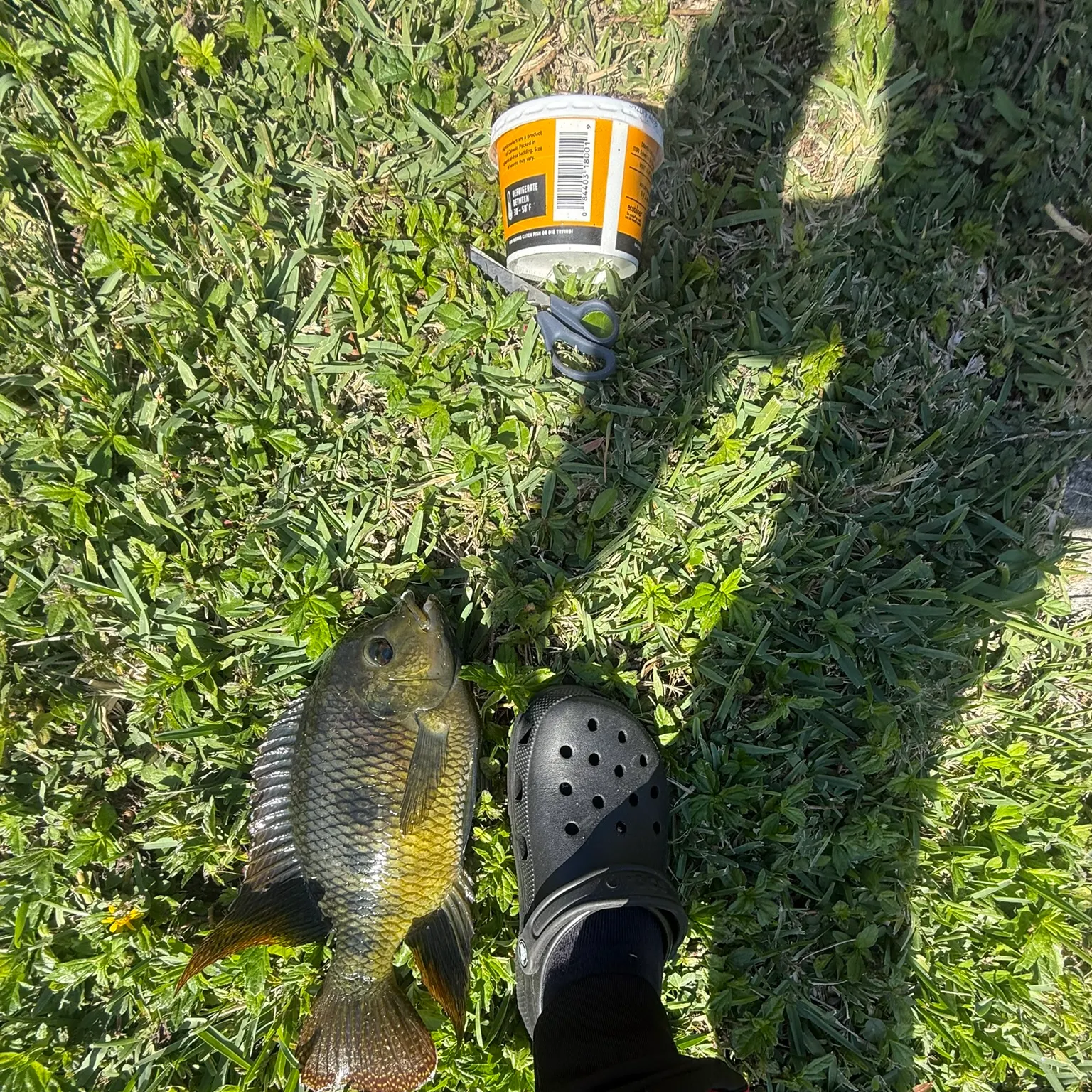 The most recent Spotted tilapia catches on Fishbrain