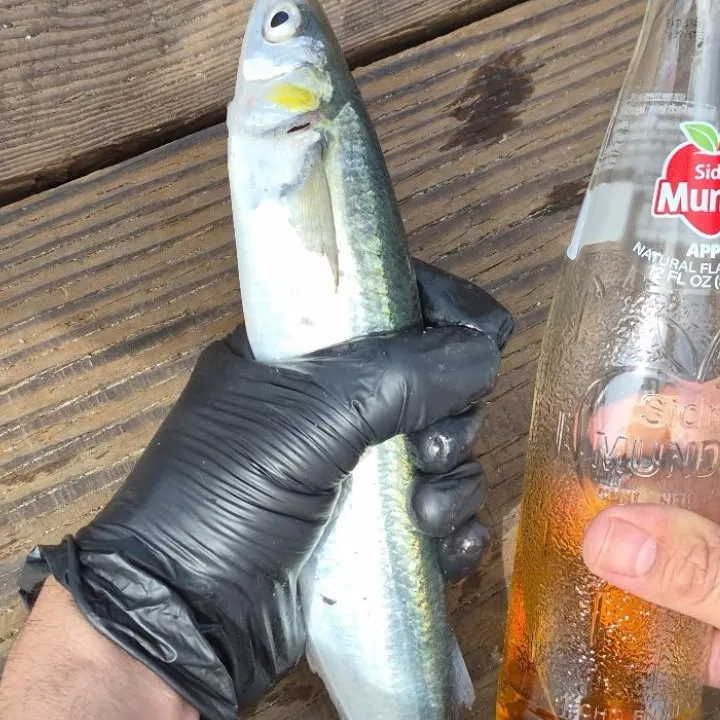 The most recent Jack silverside catches on Fishbrain