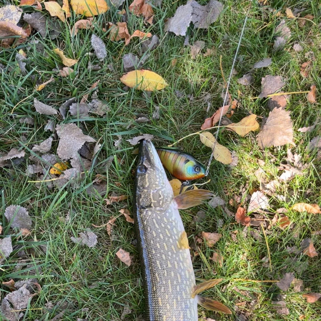 Northern pike caught on Fishbrain