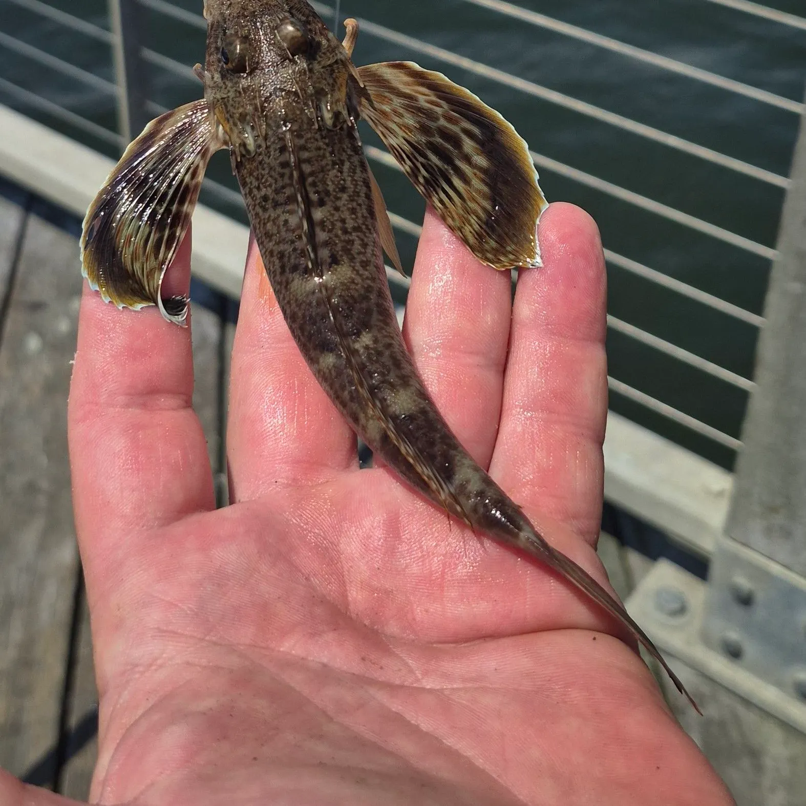 The most recent Leopard searobin catches on Fishbrain