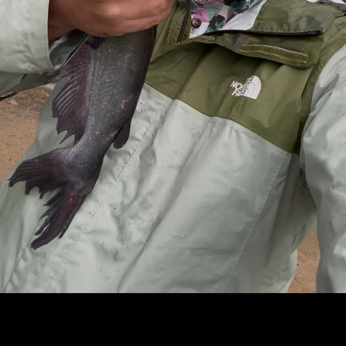Black bullhead caught on Fishbrain