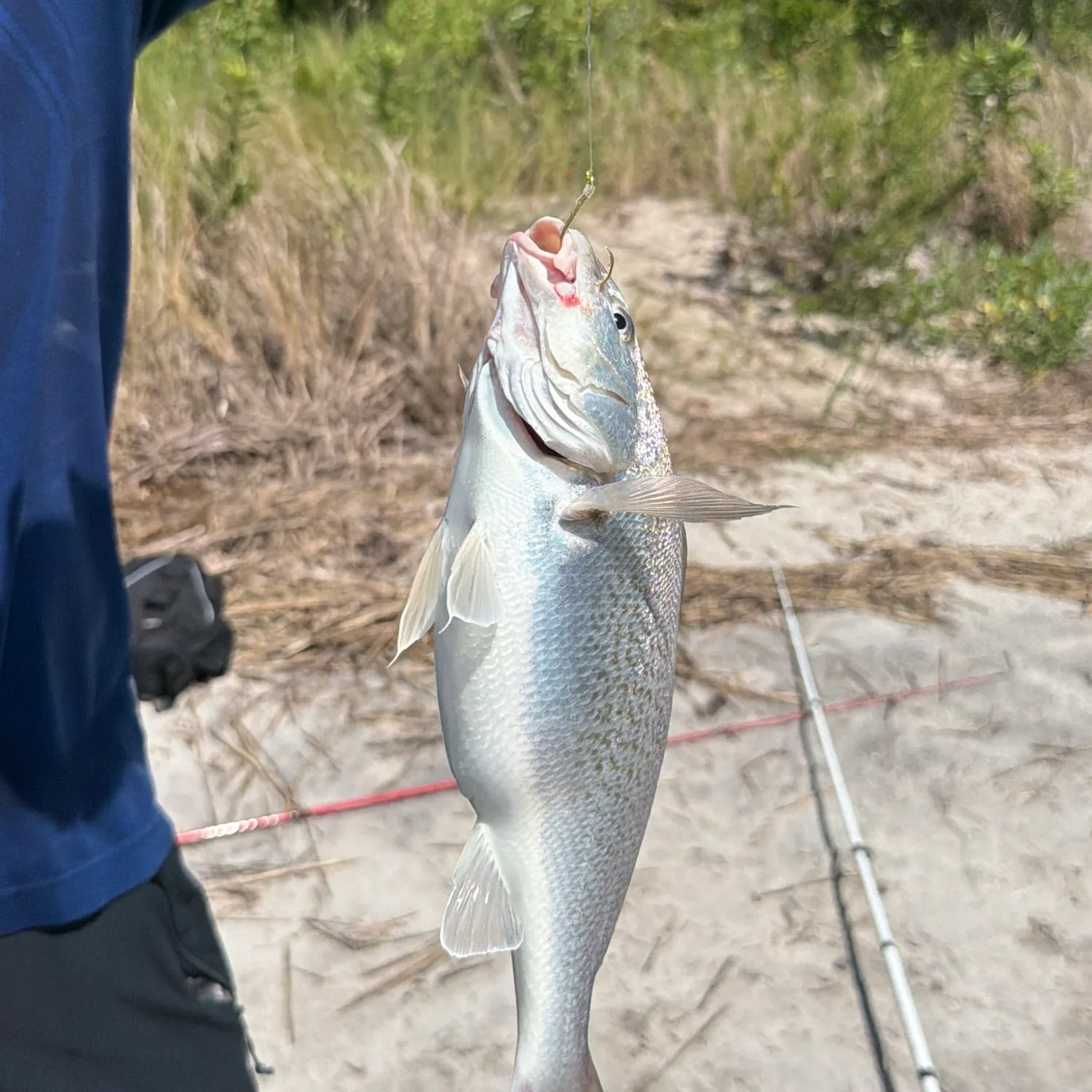 Atlantic croaker caught on Fishbrain