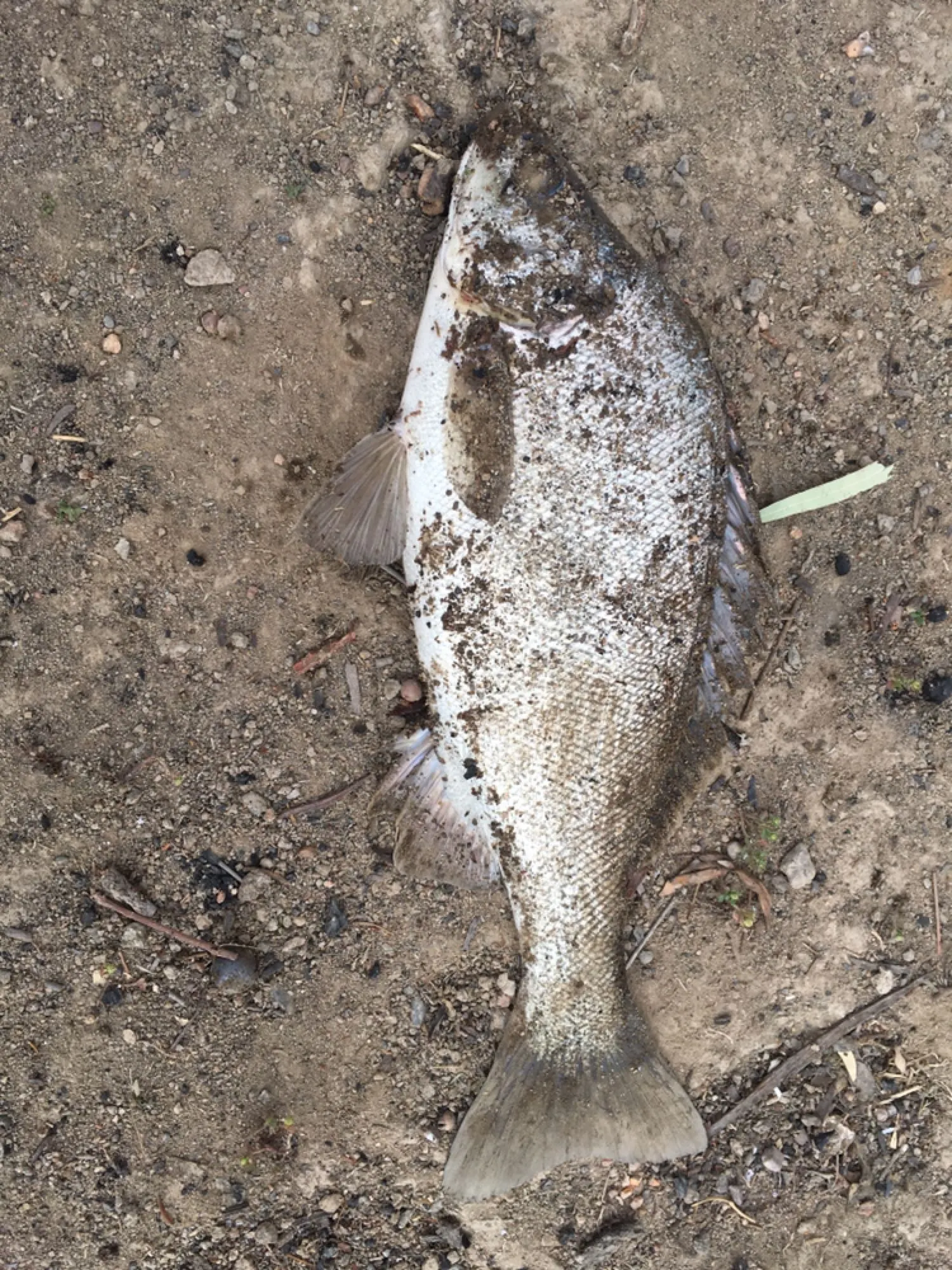 Post image from tziday5018