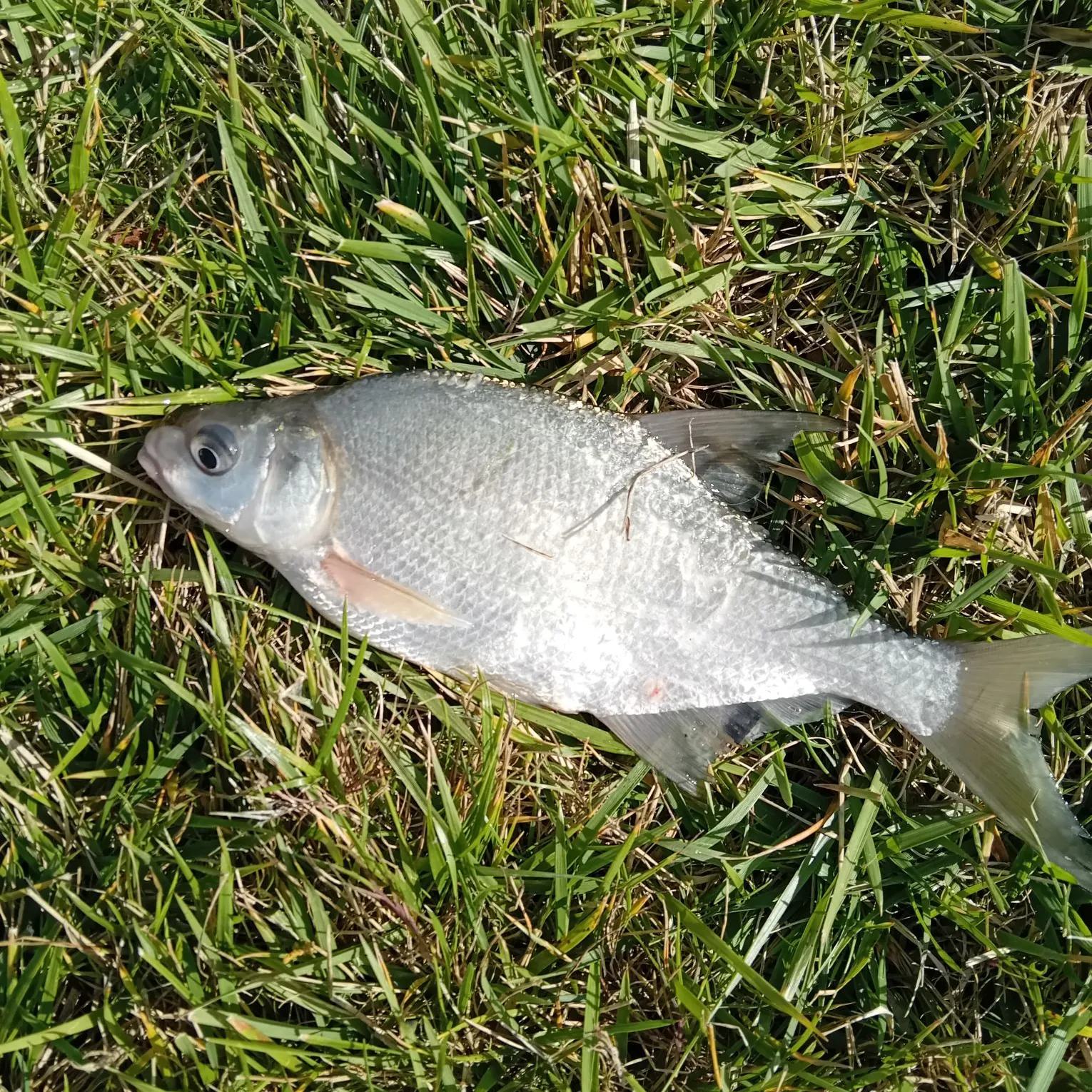 Common bream caught on Fishbrain