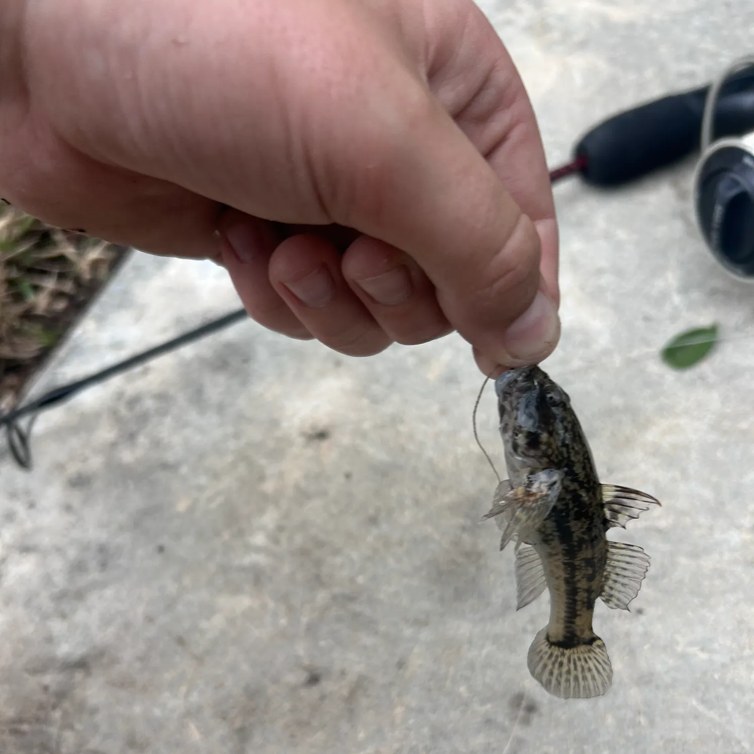 The most recent Frillfin goby catches on Fishbrain