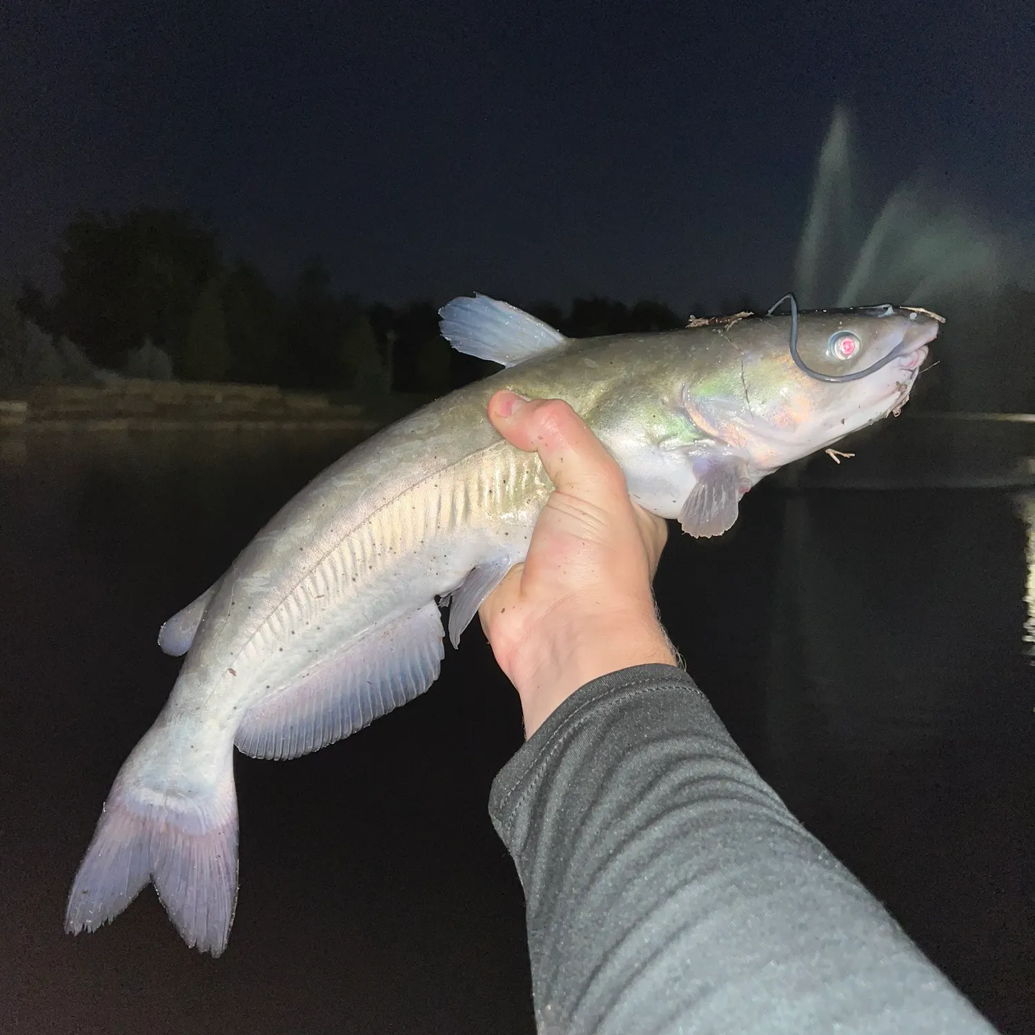 Channel catfish caught on Fishbrain