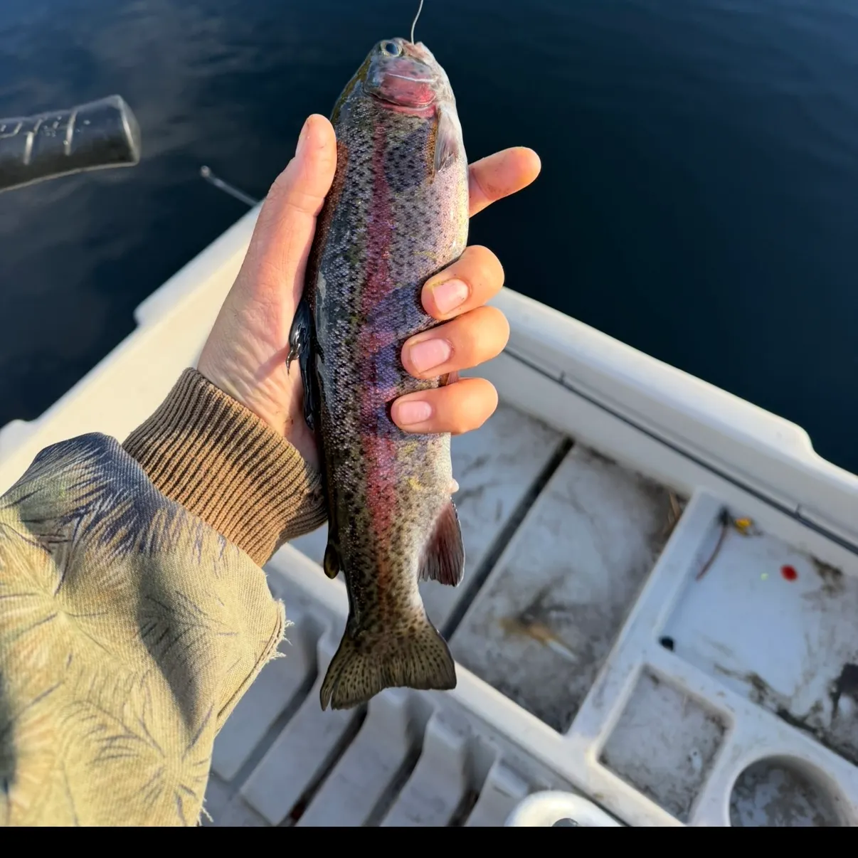 Rainbow trout caught on Fishbrain