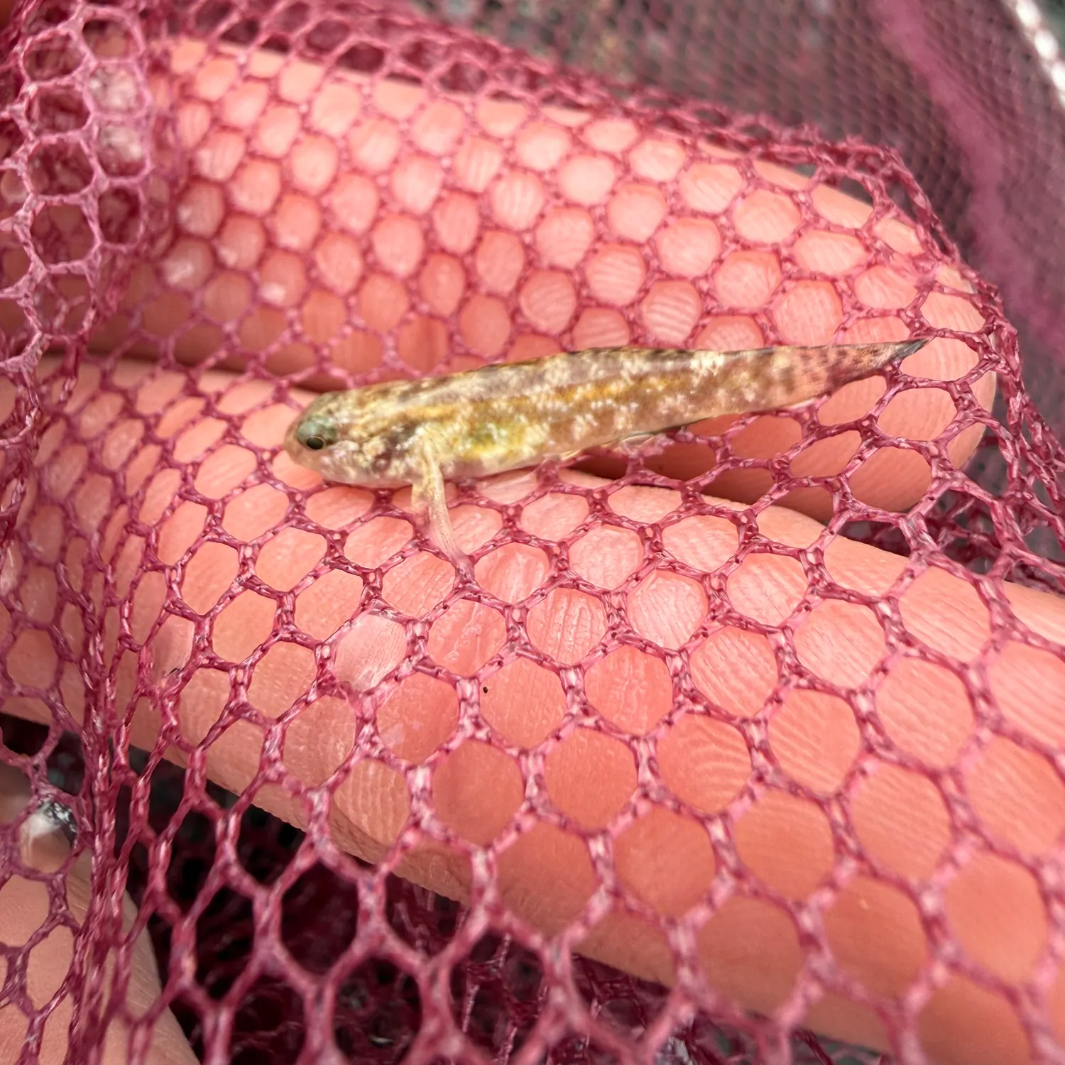 The most recent Whitespotted frillgoby catches on Fishbrain