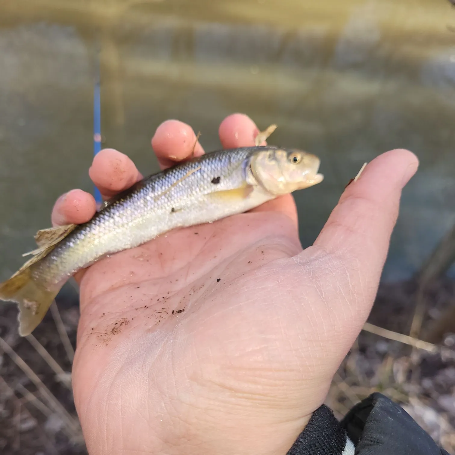 Creek chub caught on Fishbrain