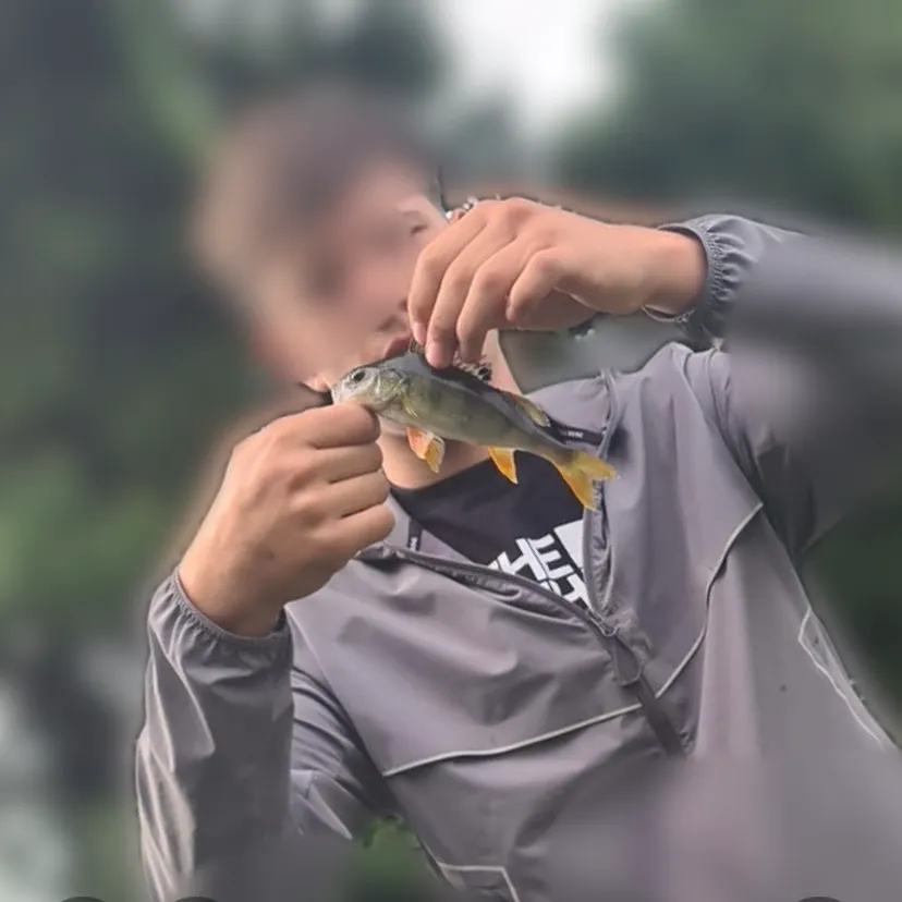European perch caught on Fishbrain
