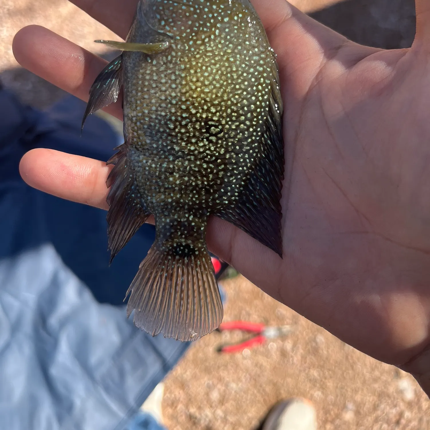 The most recent Rio Grande cichlid catches on Fishbrain