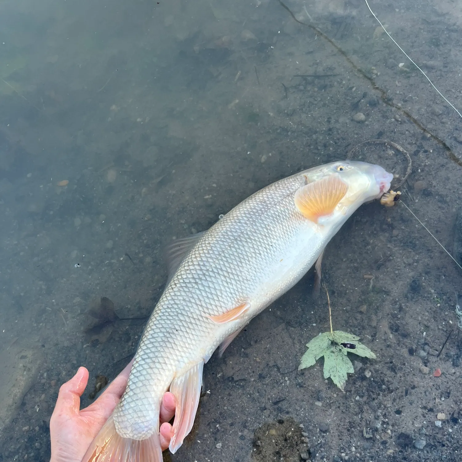 The most recent Utah sucker catches on Fishbrain