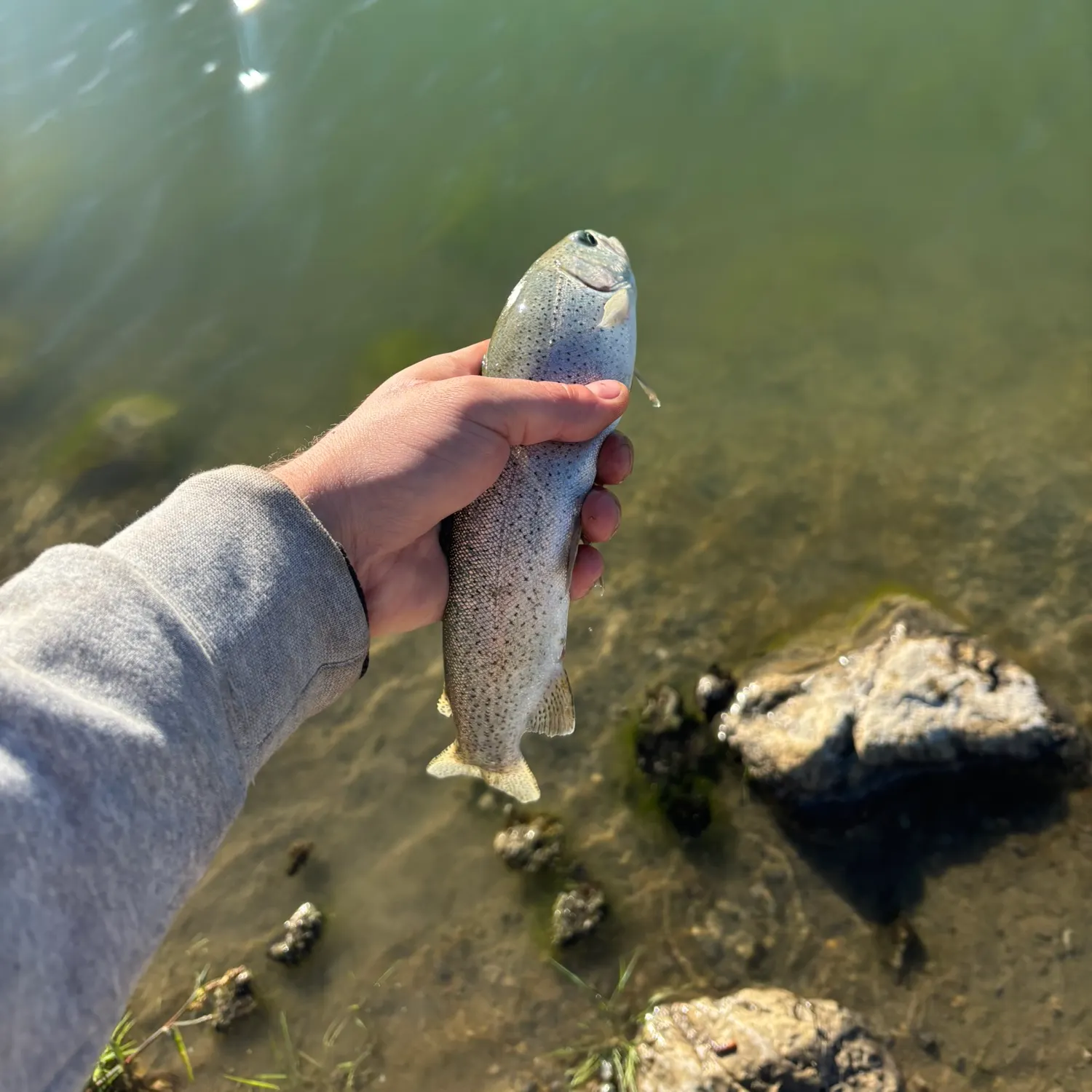 Rainbow trout caught on Fishbrain