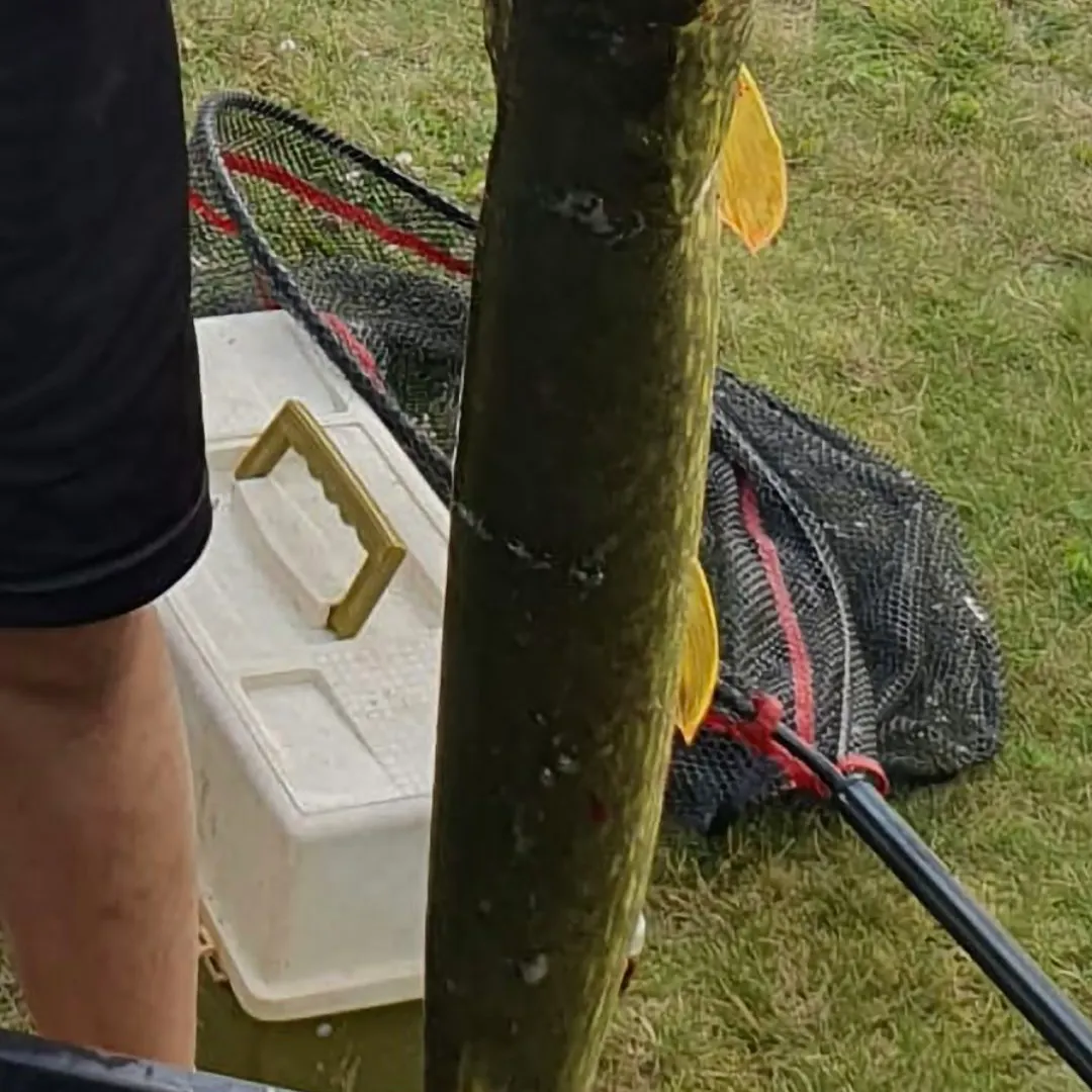 Northern pike caught on Fishbrain