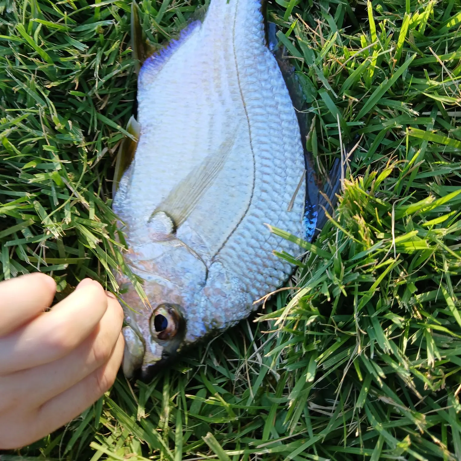 Yellowfin mojarra caught on Fishbrain