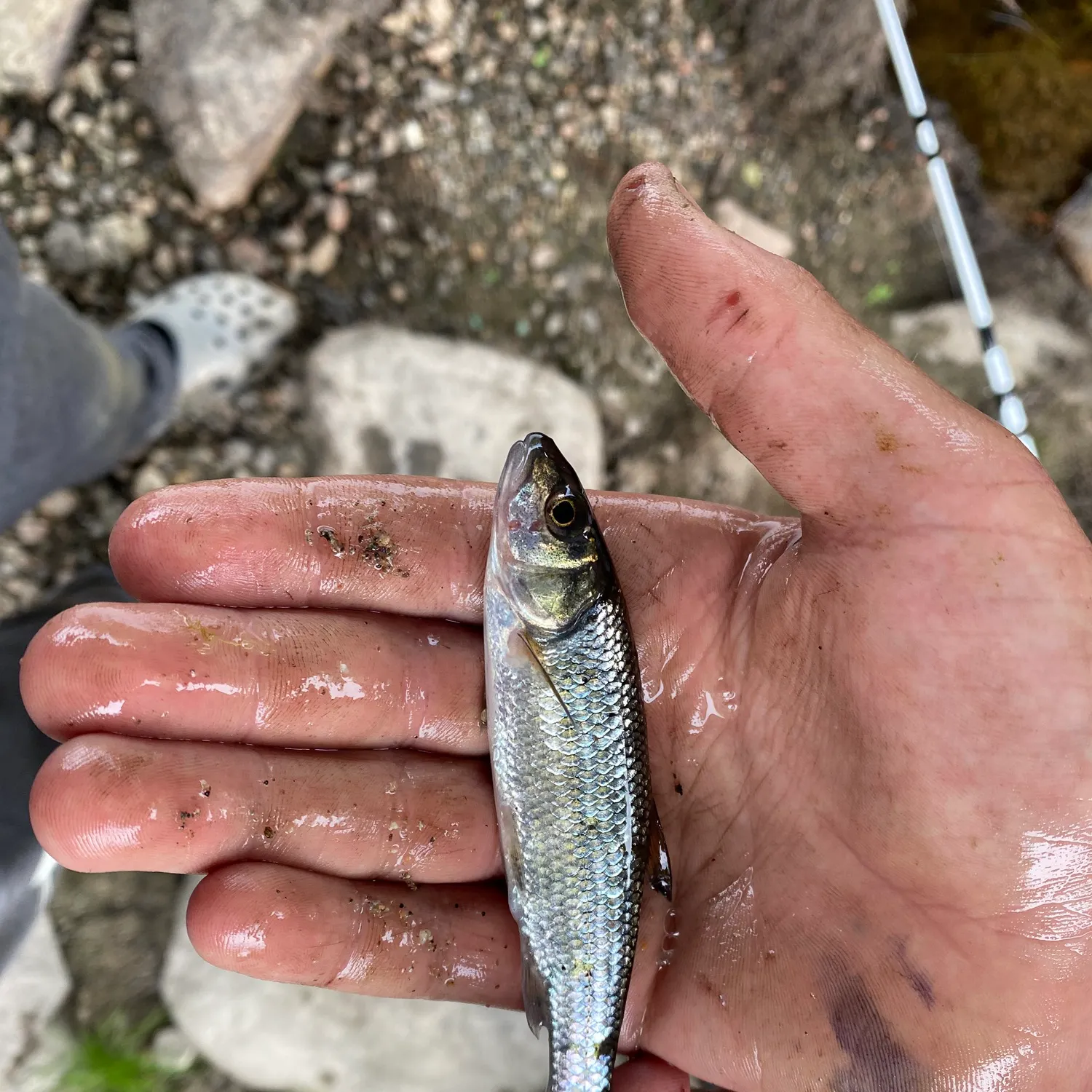 Common shiner caught on Fishbrain