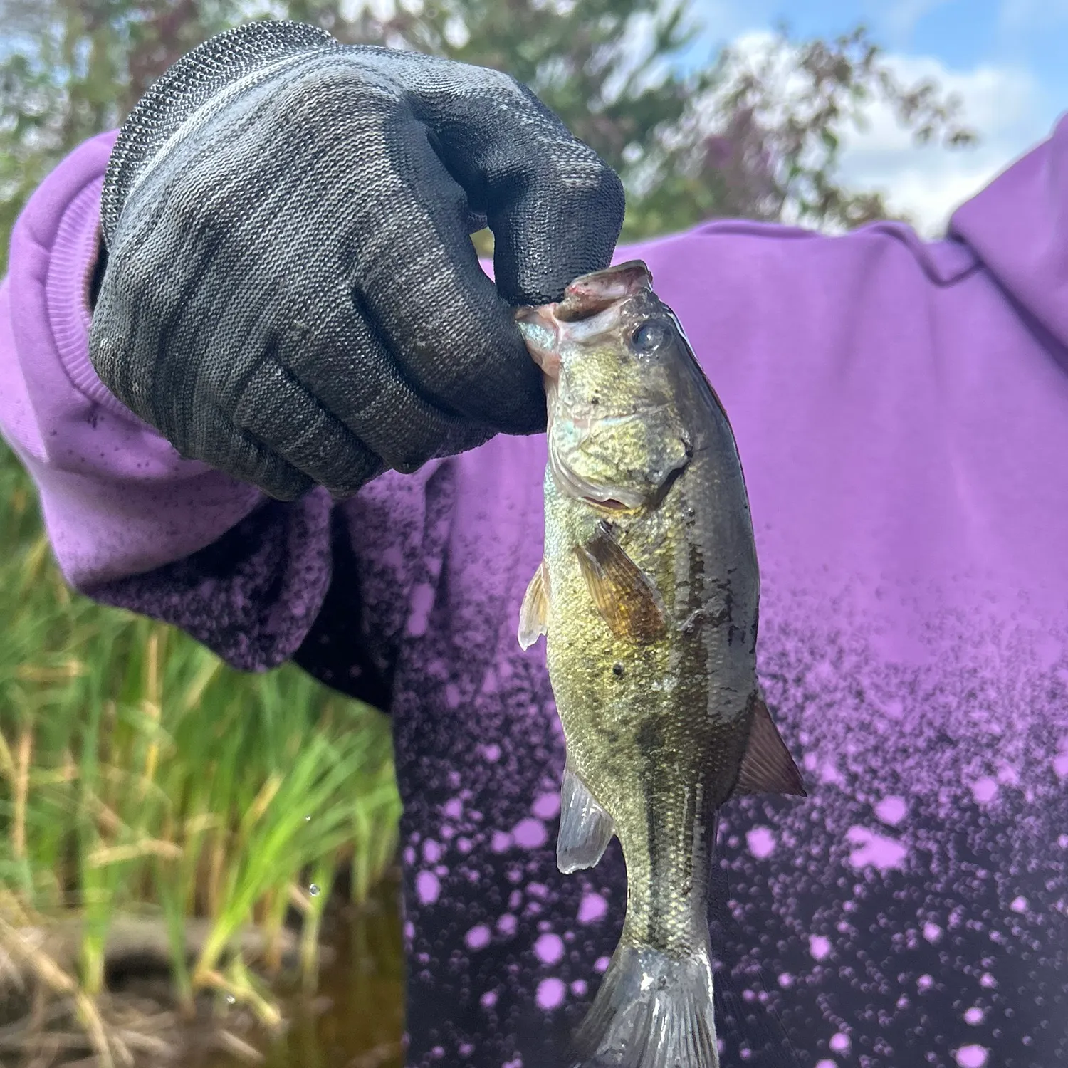 Largemouth bass caught on Fishbrain