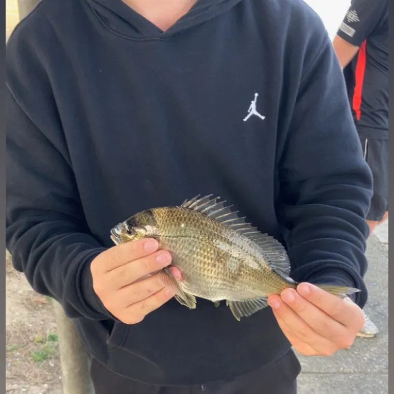 Southern black bream caught on Fishbrain