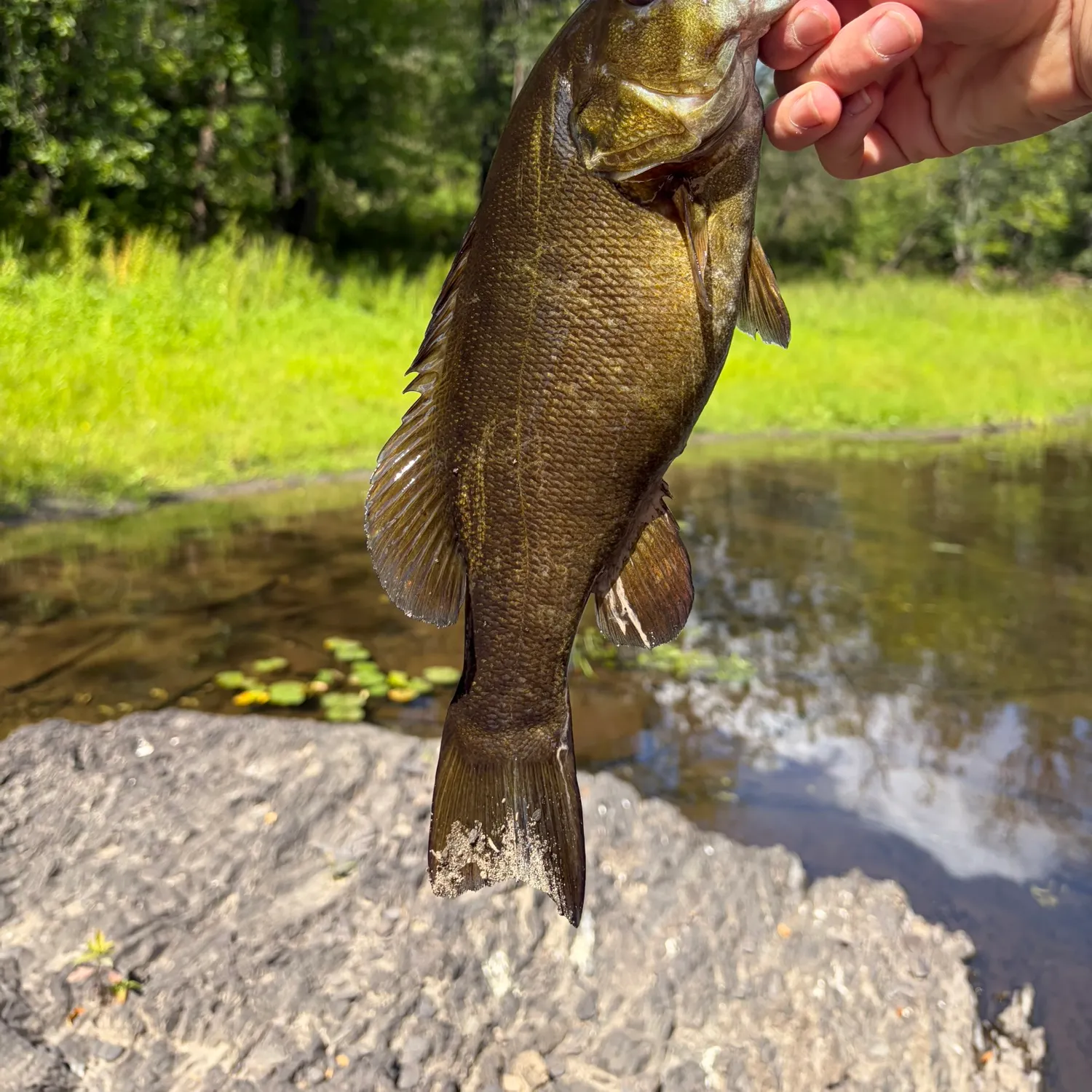 Smallmouth bass caught on Fishbrain
