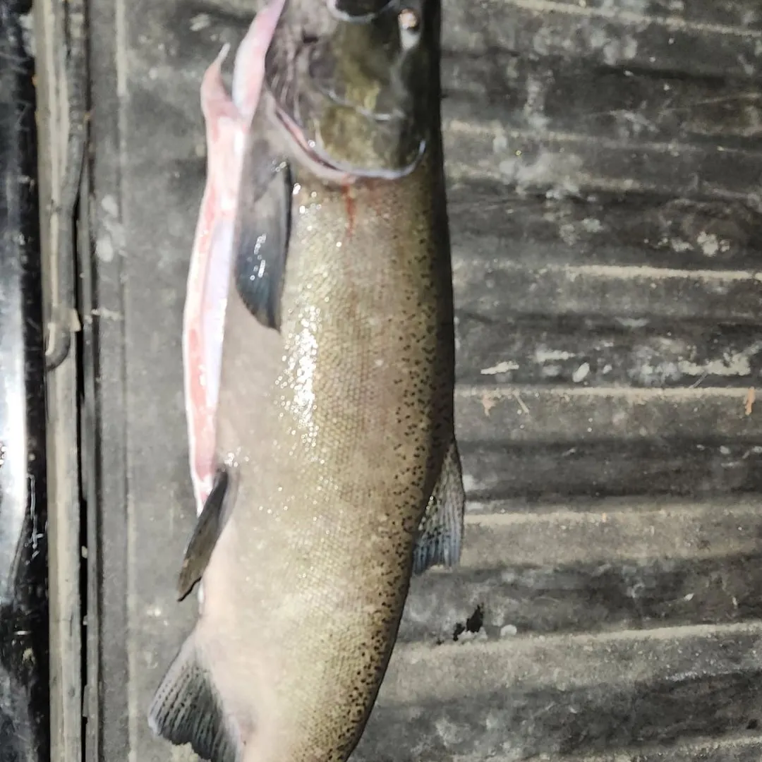 Chinook salmon caught on Fishbrain