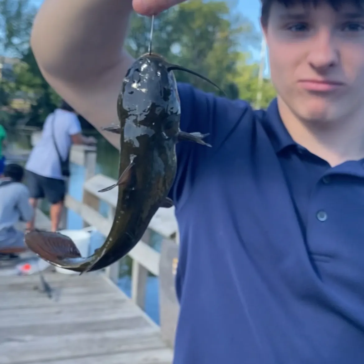 Yellow bullhead caught on Fishbrain