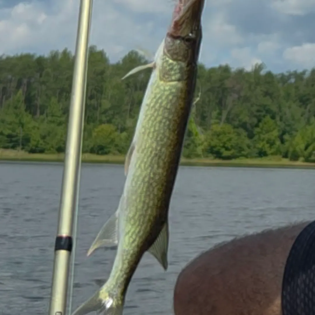 Chain pickerel caught on Fishbrain