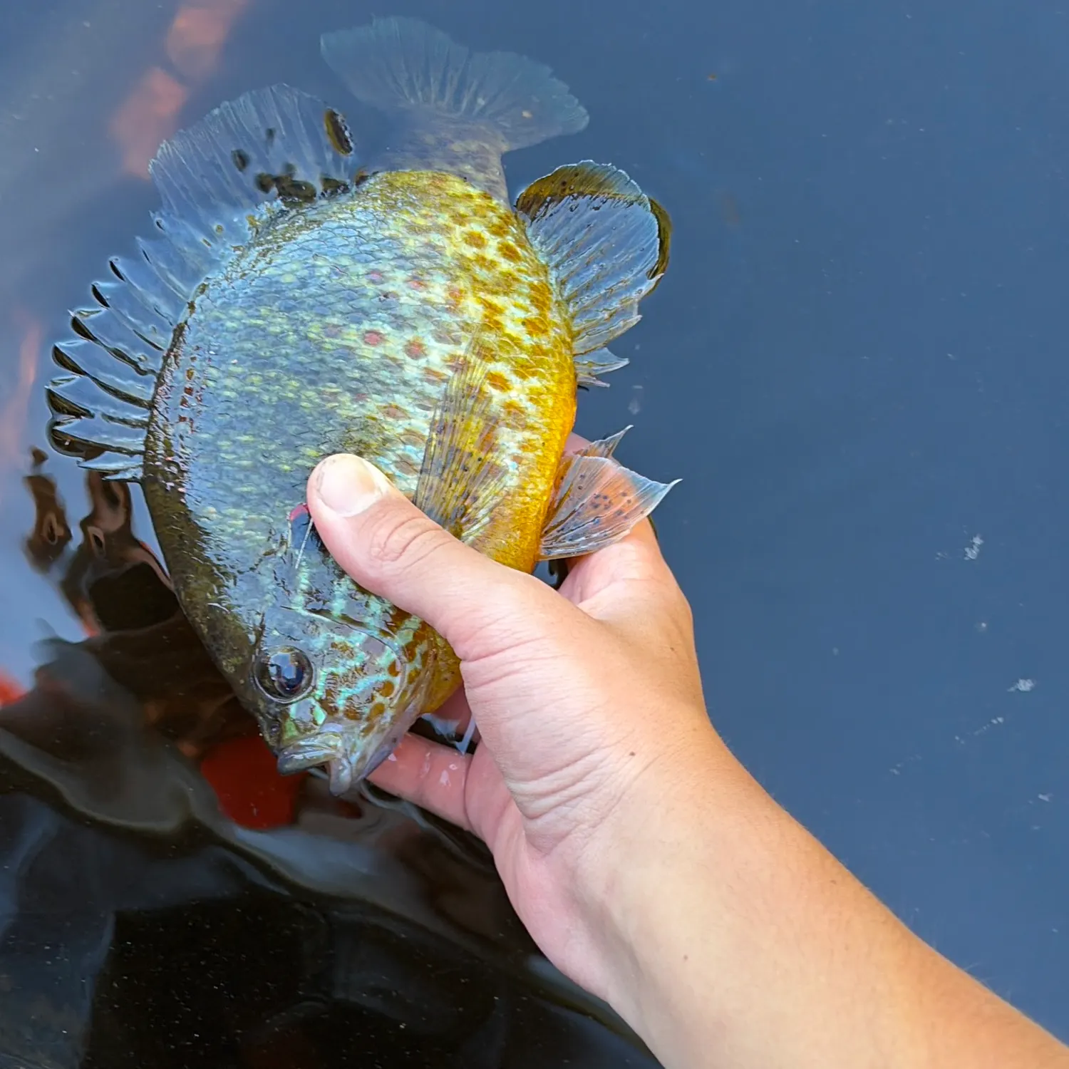 Pumpkinseed caught on Fishbrain