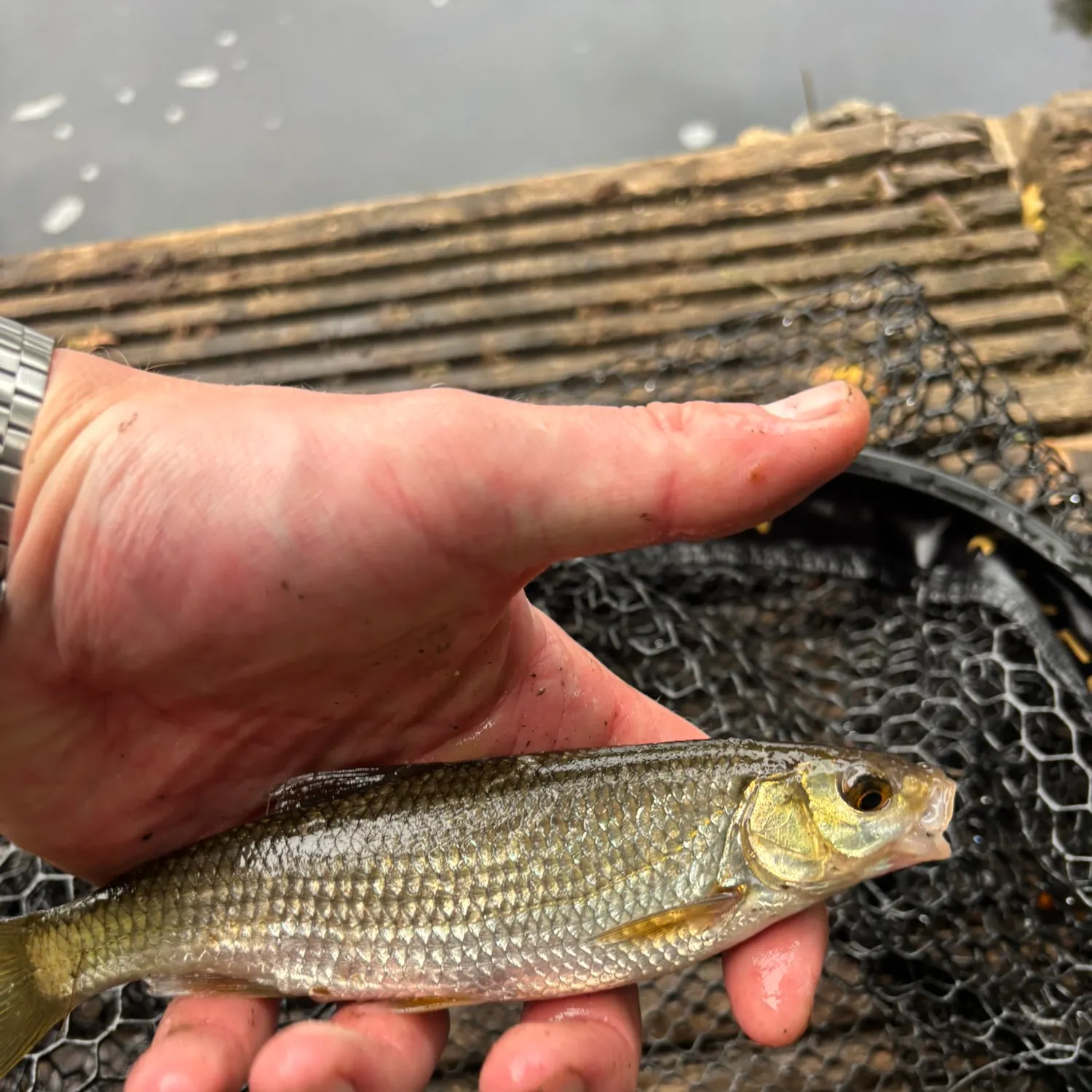 Common dace caught on Fishbrain