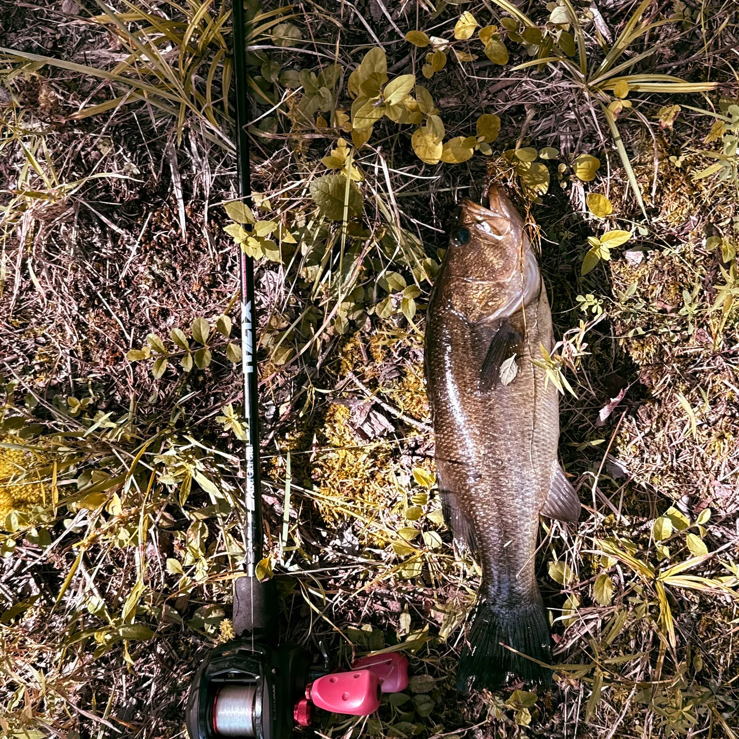Largemouth bass caught on Fishbrain