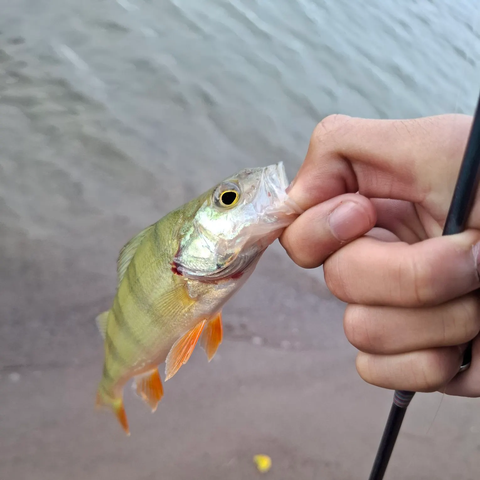 European perch caught on Fishbrain