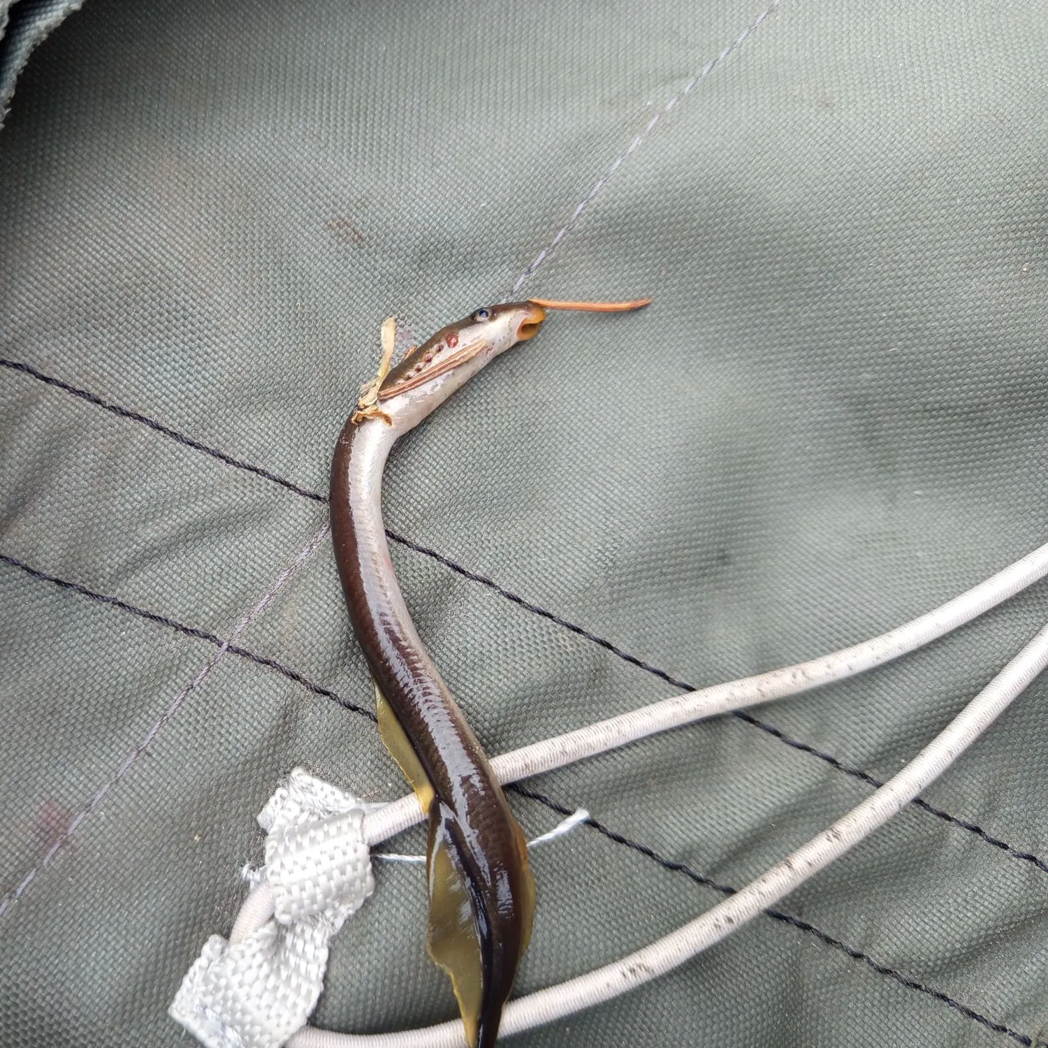 The most recent European river lamprey catches on Fishbrain