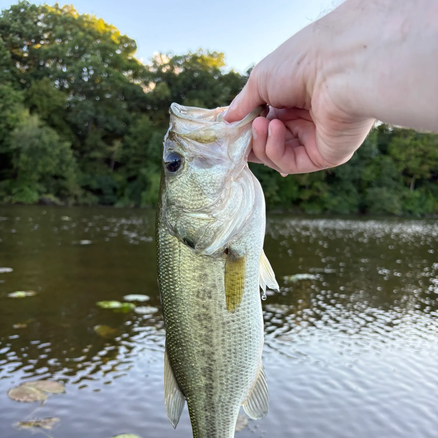 Largemouth bass caught on Fishbrain