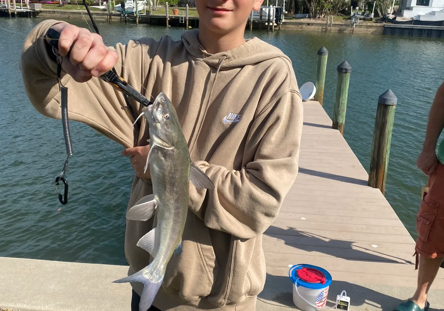 Hardhead sea catfish