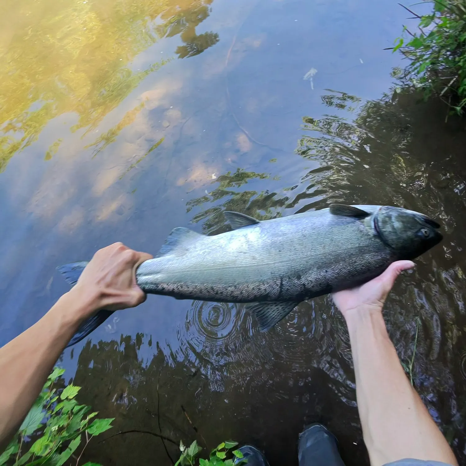 catch