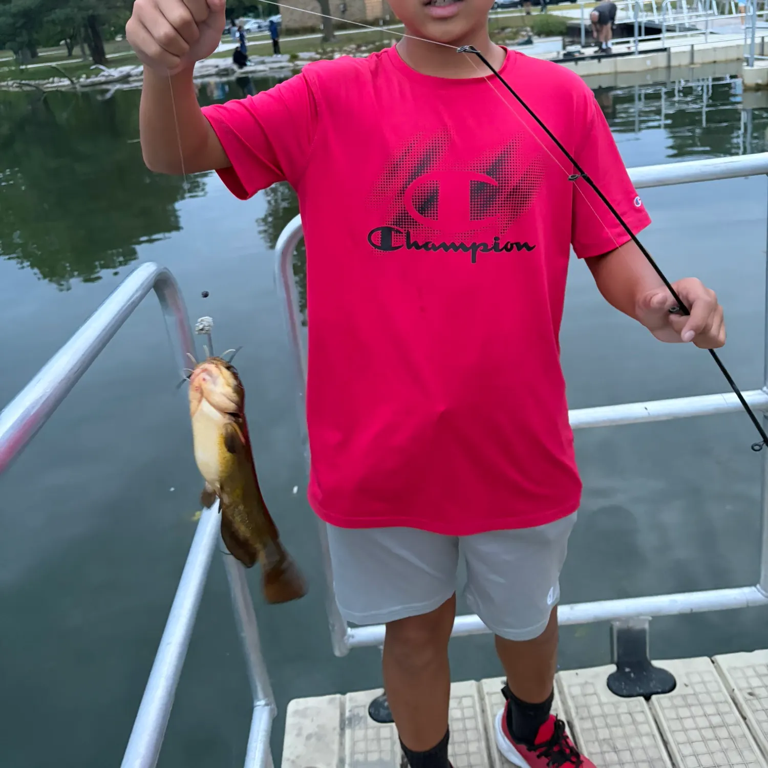 Yellow bullhead caught on Fishbrain