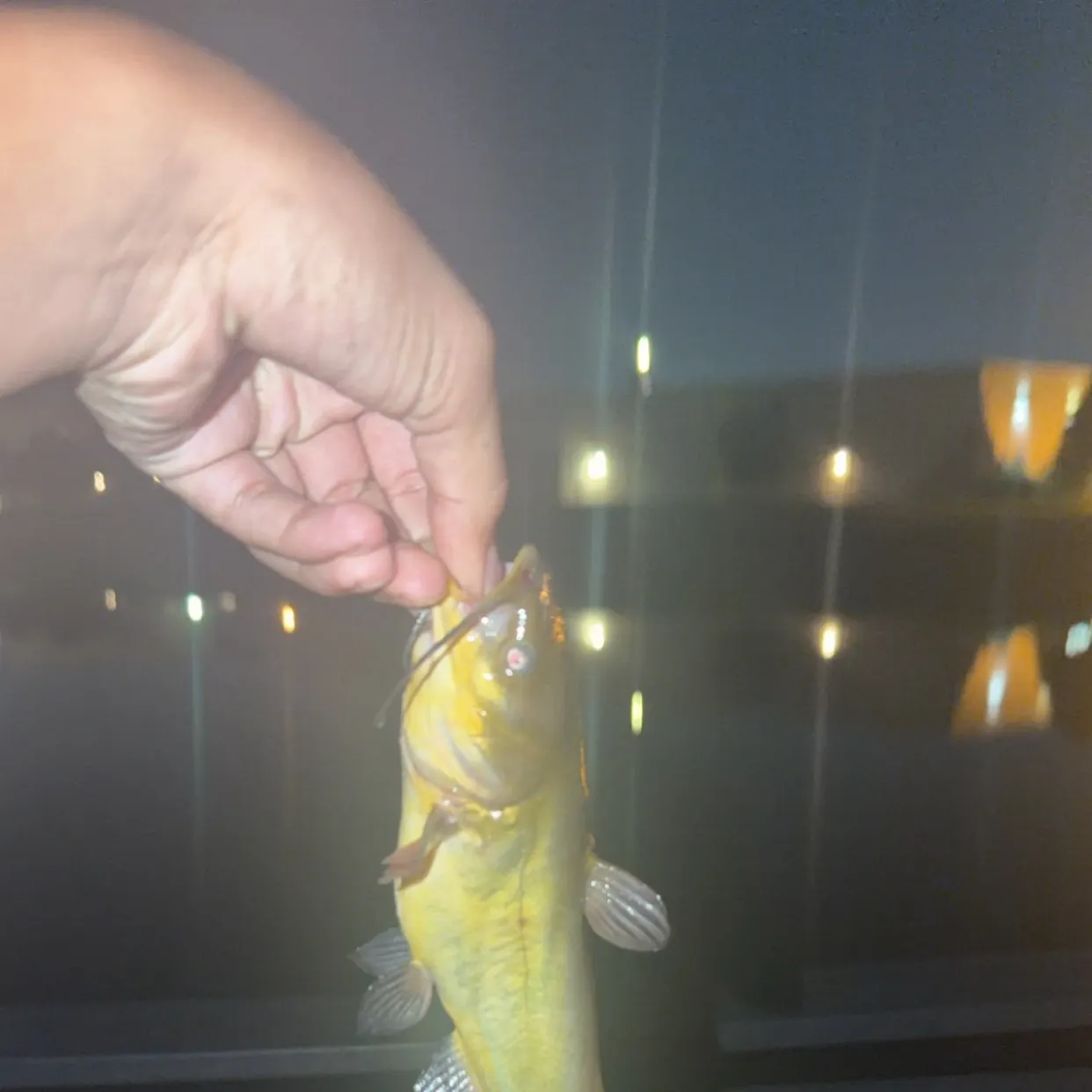 Fish caught on Fishbrain