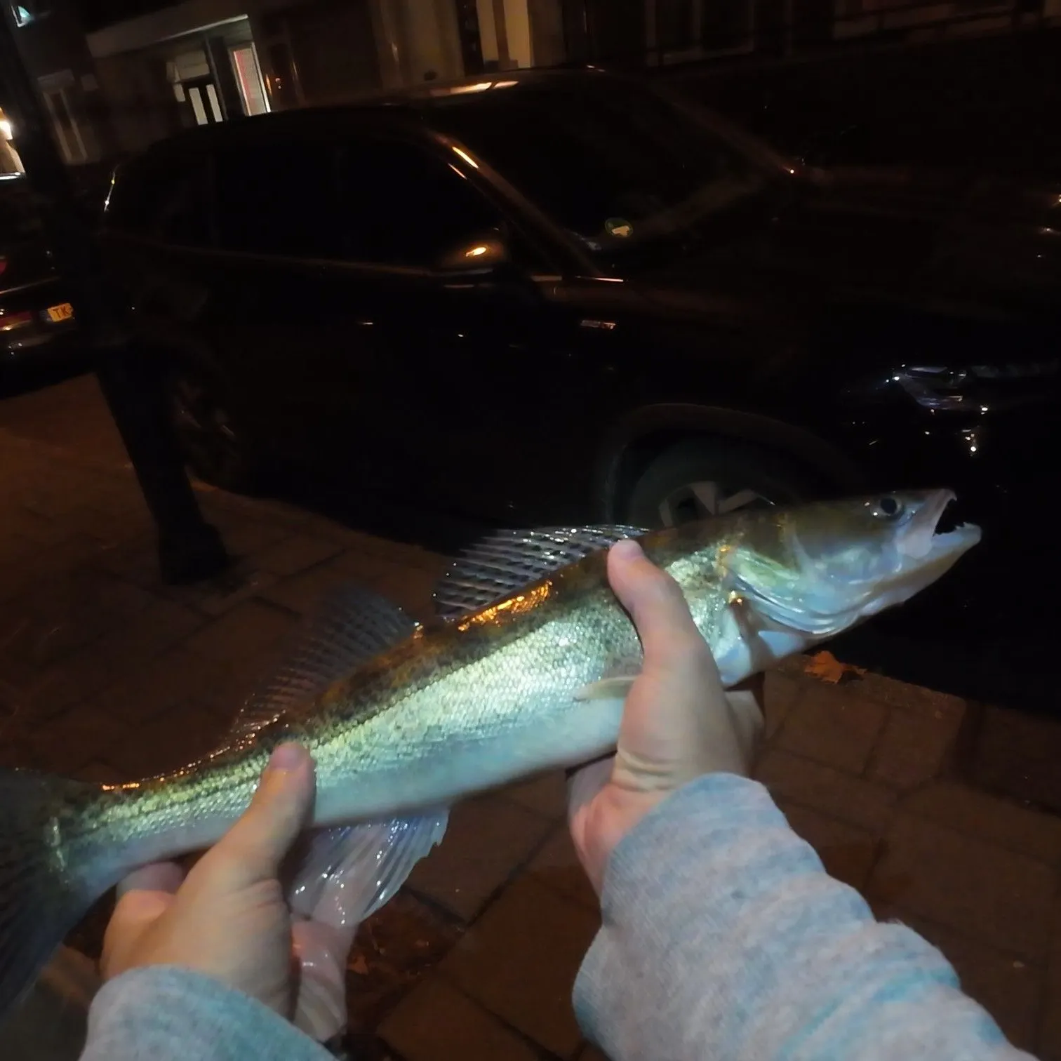 Zander caught on Fishbrain