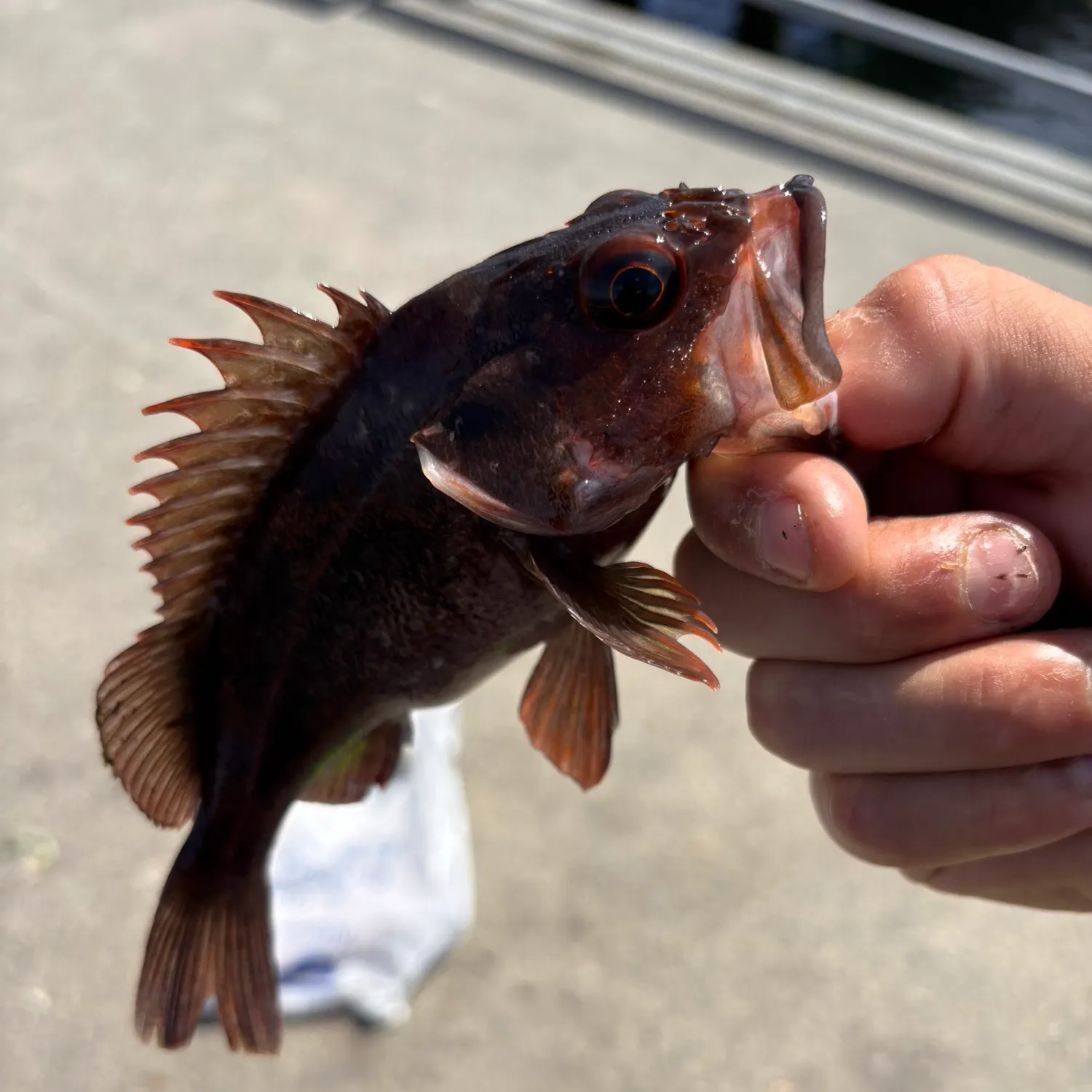 catch