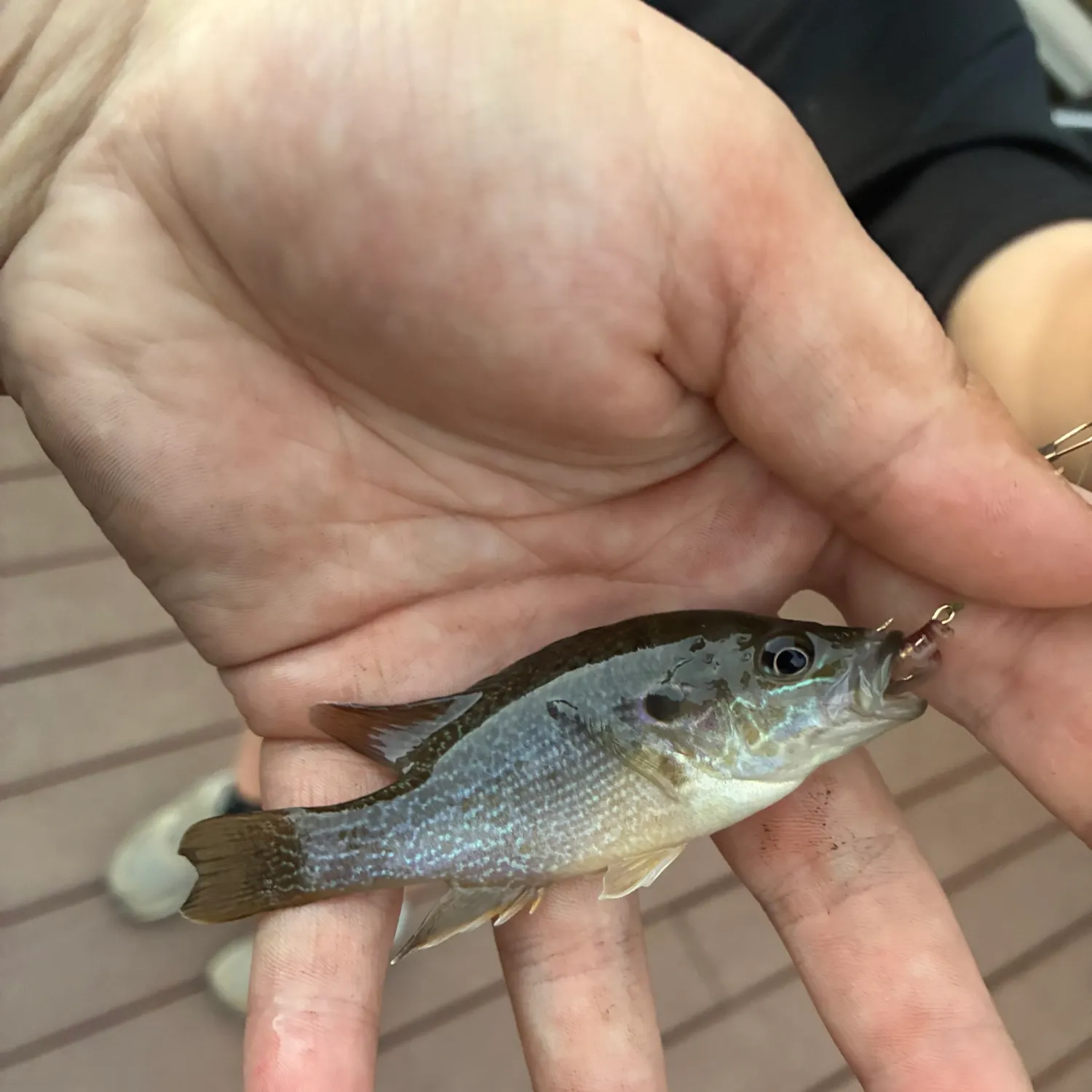 Greengill hybrid caught on Fishbrain