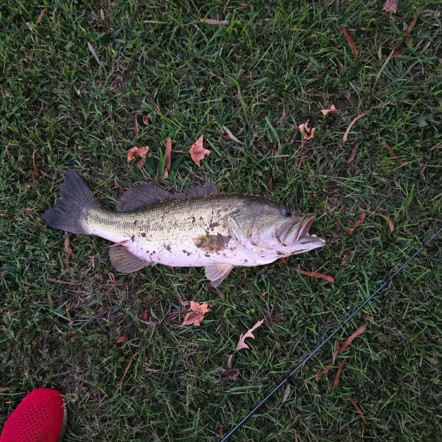 Largemouth bass caught on Fishbrain